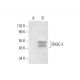 ERGIC-3 Antibody (B-5) - Western Blotting - Image 308377
