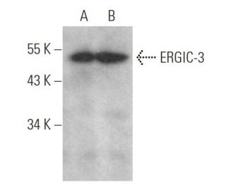 ERGIC-3 Antibody (B-5) - Western Blotting - Image 369051 