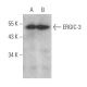 ERGIC-3 Antibody (B-5) - Western Blotting - Image 369051 