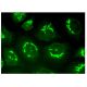 ERGIC-3 Antibody (E-3) - Immunofluorescence - Image 324960 