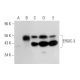 ERGIC-3 Antibody (E-3) - Western Blotting - Image 324799