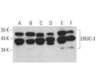 ERGIC-3 Antibody (E-3) - Western Blotting - Image 369068 