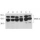ERGIC-3 Antibody (E-3) - Western Blotting - Image 369068 