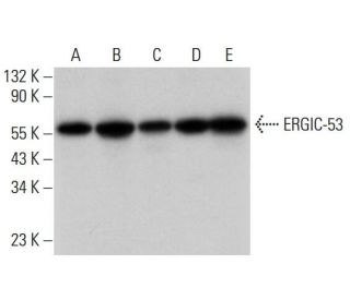 ERGIC-53 Antibody (B-4) - Western Blotting - Image 309746 