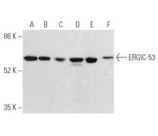 ERGIC-53 Antibody (B-9) - Western Blotting - Image 355846 