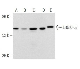 ERGIC-53 Antibody (C-6) - Western Blotting - Image 355847 