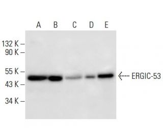 Ergic 53 Antibody G 11 Scbt Santa Cruz Biotechnology