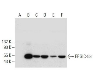 western blotting image from recommended ERGIC-53 (F-3) monoclonal antibody replacement. Image 308375