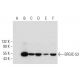 western blotting image from recommended ERGIC-53 (F-3) monoclonal antibody replacement. Image 308375