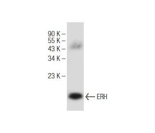 ERH Antibody (C-6) - Western Blotting - Image 147137