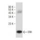 ERH Antibody (C-6) - Western Blotting - Image 147137