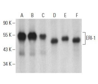 ERI-1 Antibody (B-10) - Western Blotting - Image 399120 