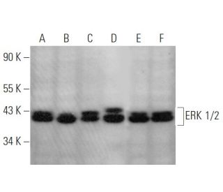 ERK 1/2 Antibody (C-9)