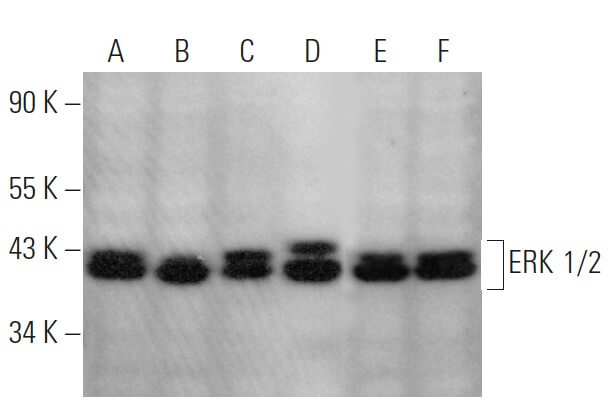 ERK 1 2 Antibody C 9 SCBT Santa Cruz Biotechnology