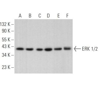 ERK 1/2 Antibody (C-9) | SCBT - Santa Cruz Biotechnology