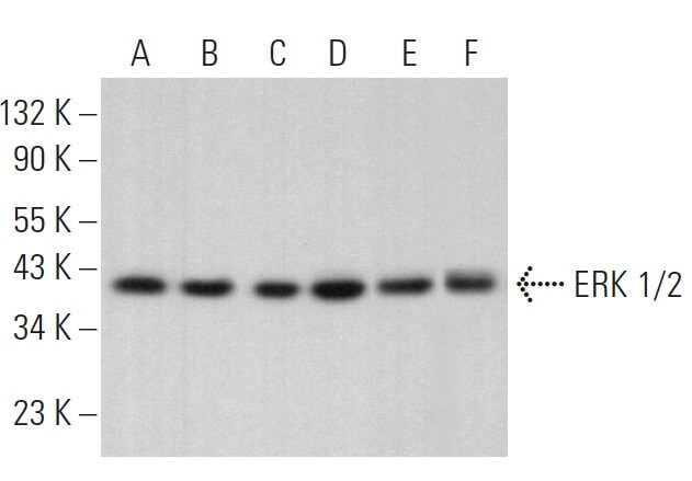 erk様　S ERK 1/2 Antibody (C-9) | SCBT - Santa Cruz Biotechnology