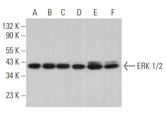 その他 ERK erk-1-2-antibody-c-9-western-