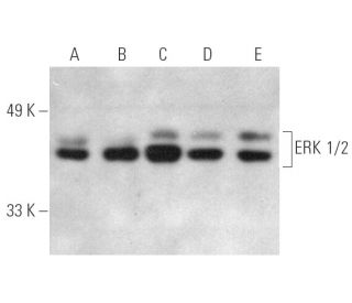 E.R.Kページ ERK 1/2抗体(C-9) | SCBT - Santa Cruz Biotechnology