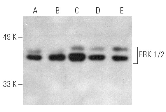 ERK 1 2 Antibody C 9 SCBT Santa Cruz Biotechnology