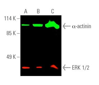 ERK 1/2 Antibody (C-9) | SCBT - Santa Cruz Biotechnology