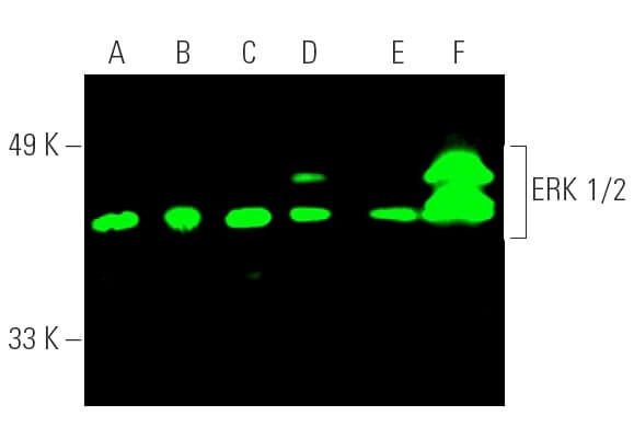 ERK 1 2 Antibody C 9 SCBT Santa Cruz Biotechnology