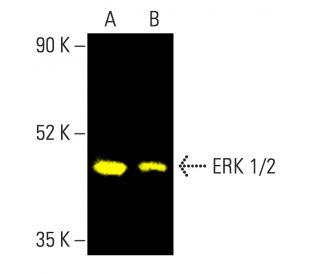その他 ERK erk-1-2-antibody-c-9-western-