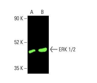 その他 ERK sddefault.jpg