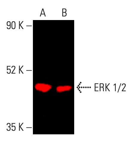 ERK 1 2 Antibody C 9 SCBT Santa Cruz Biotechnology