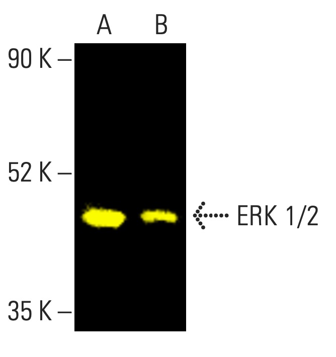 ERK 1/2抗体(C-9) | SCBT - Santa Cruz Biotechnology