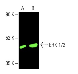 erkページ ERK 1/2 Antibody (C-9) | SCBT - Santa Cruz Biotechnology