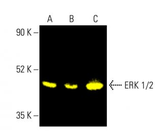 erk様　S RCSB PDB - 4IC8: Crystal structure of the apo ERK5 kinase domain