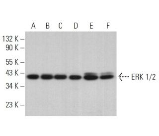 western blotting image from recommended ERK 1/2 (C-9) monoclonal antibody replacement. Image 379451