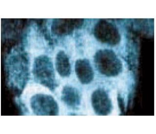 ERK 1/2抗体(MK1) | SCBT - Santa Cruz Biotechnology