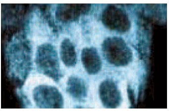 ERK 1/2 Antibody (MK1) | SCBT - Santa Cruz Biotechnology