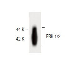 E.R.Kページ ERK 1 Antibody (G-8) | SCBT - Santa Cruz Biotechnology