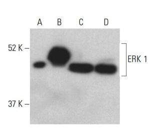 ERK 1/2抗体(MK1) | SCBT - Santa Cruz Biotechnology