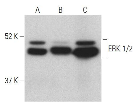 ERK 1 2 Antibody MK1 SCBT Santa Cruz Biotechnology