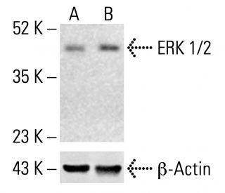 ERK 1/2 Antibody (MK1) | SCBT - Santa Cruz Biotechnology