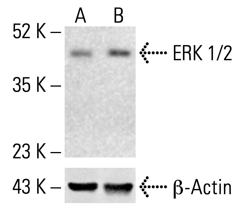E.R.Kページ RHS_ER-029392.jpg