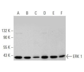 western blotting image from recommended ERK 1 (G-8) monoclonal antibody replacement. Image 349303