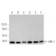 western blotting image from recommended ERK 1 (G-8) monoclonal antibody replacement. Image 349303