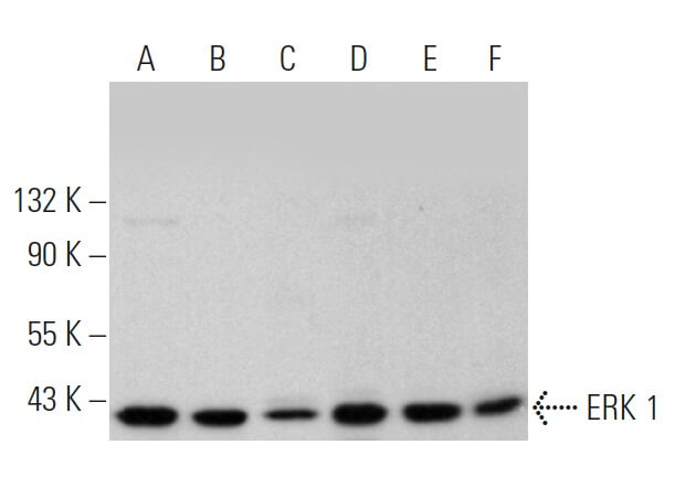 erkページ erk-1-antibody-c-16-western-