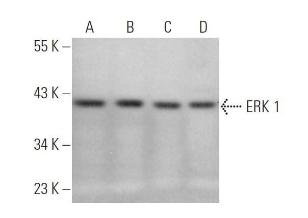 ERK 1 Antibody (E-12) | SCBT - Santa Cruz Biotechnology