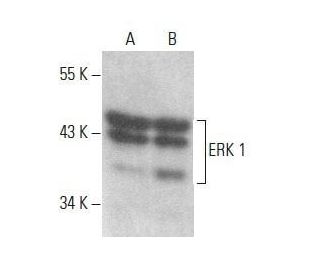 ERK 1 Antibody E 6 SCBT Santa Cruz Biotechnology