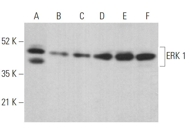 ERK 1 Antibody E 6 SCBT Santa Cruz Biotechnology