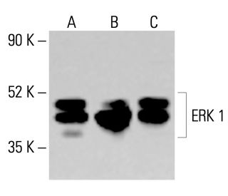 ERK 1 Antibody (E-6) | SCBT - Santa Cruz Biotechnology