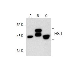 ERK 1 Antibody (G-12) | SCBT - Santa Cruz Biotechnology