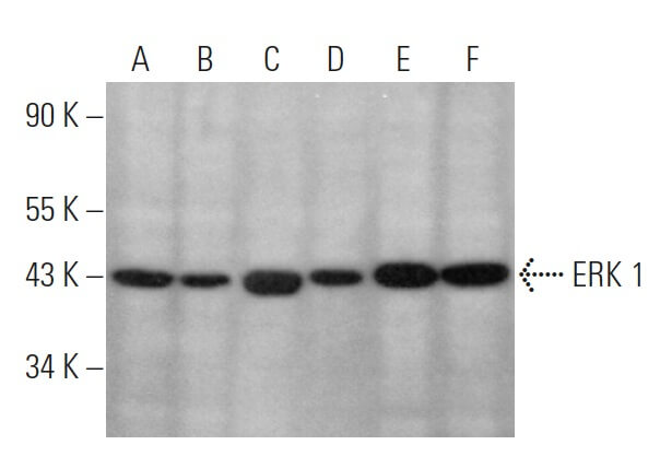 ERK 1抗体(G-12) | SCBT - Santa Cruz Biotechnology