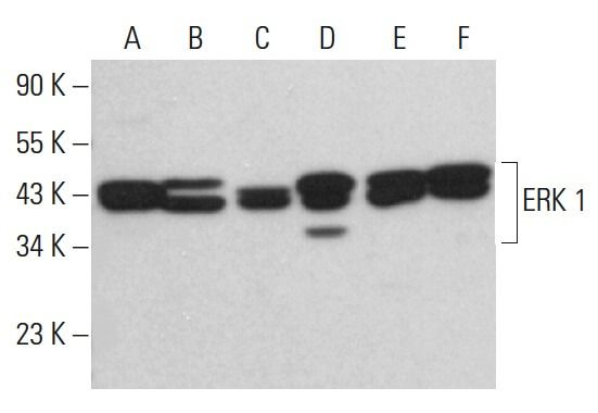ちぇるこ様　ご確認用 ERK 1 Antibody (G-12) | SCBT - Santa Cruz Biotechnology