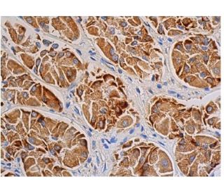 ERK 1抗体(G-8) | SCBT - Santa Cruz Biotechnology